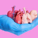 Implanted Time Bombs — 87,000 Hearts in Jeopardy… Blue glove holding miniature human organs pink background