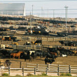 Cattle-Killing Larvae Back — Texas Herds at GRAVE RISK Cattle in a large feedlot with pens and fencing.